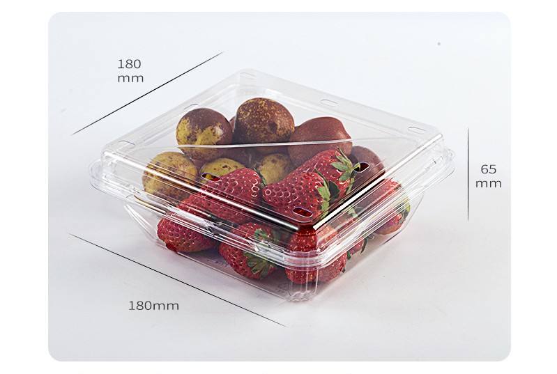 Rectangular Compartment Lunch Box – 2/3 Compartment Bento Lunch Container